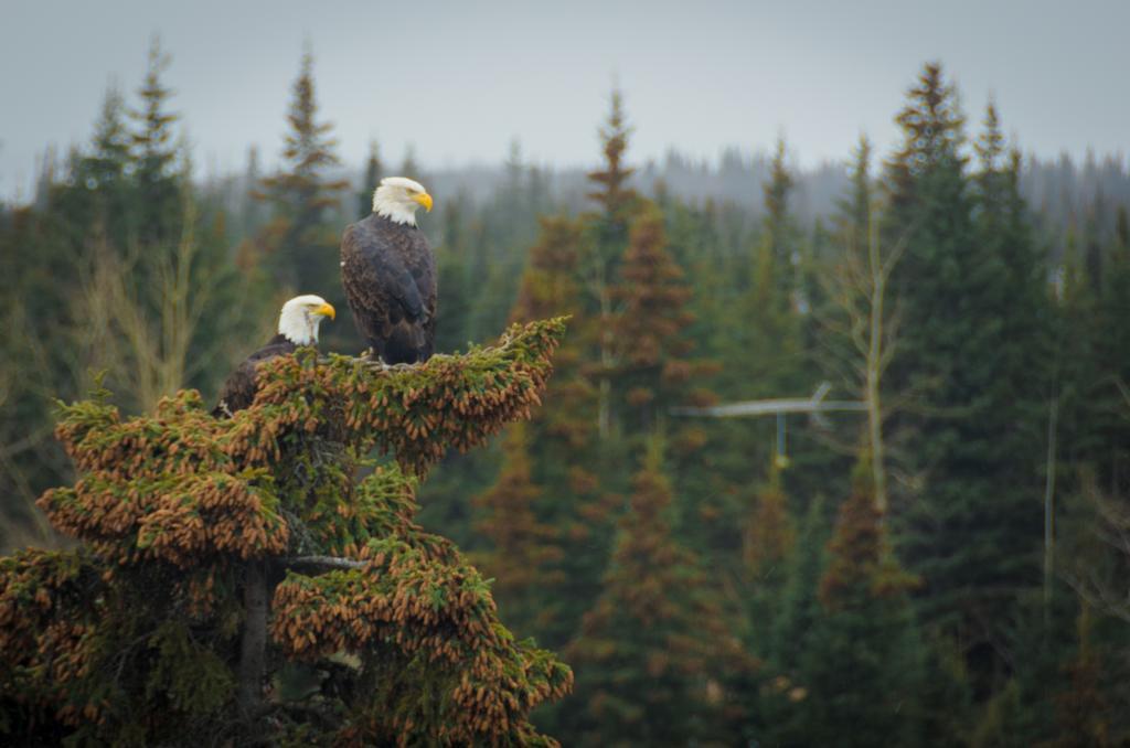 Eagle'S Eye Vacation Rentals Sterling Eksteriør billede